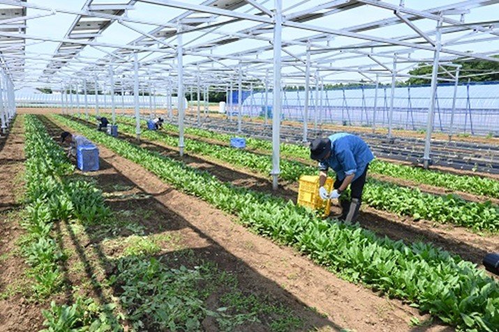 Seikatsu Club Chiba holds opening ceremony for Farm-based Solar